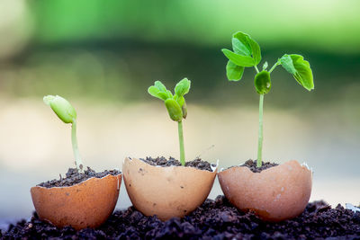 Close-up of seedling growing in eggshell on mud