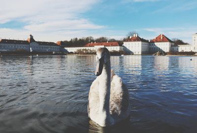 Swan swimming in lake