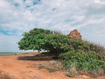 Tree by sea against sky