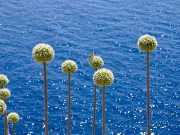 Close-up of flowering plant against blue water