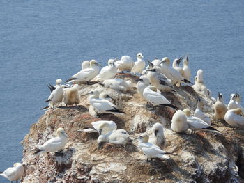 High angle view of seagulls on beach