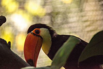 Close-up of bird perching outdoors