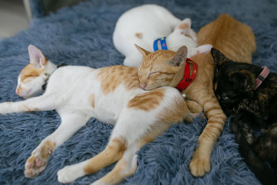 Close-up of cats lying down