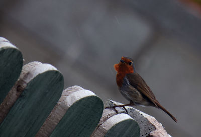 Close-up of bird perching on wood