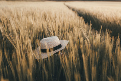 Close-up of hat placed in wheat growing on field