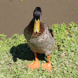 Close-up of bird in water