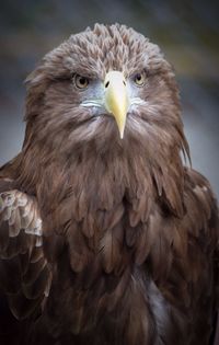 Close-up of bird against blurred background
