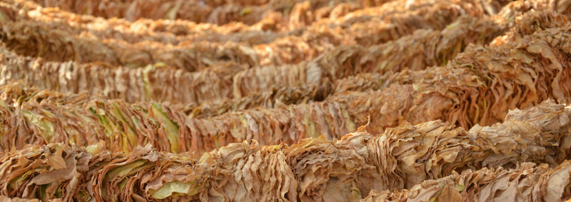 Full frame shot of wheat