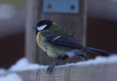 Close-up of bird perching on fence