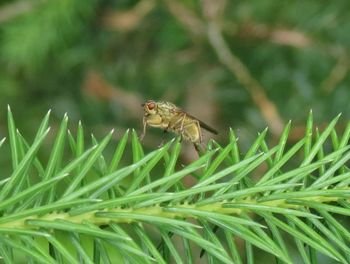 Close-up of insect on plant