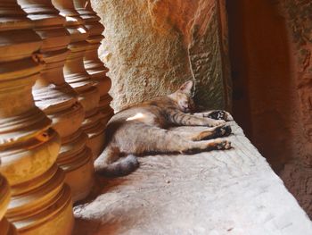 Cat sleeping on wall at angkor wat