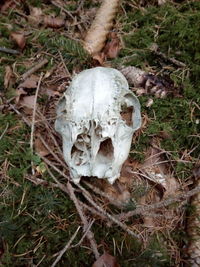 High angle view of animal skull on field