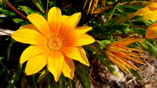 Close-up of yellow flowering plant