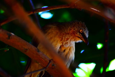 Close-up of bird perching on branch