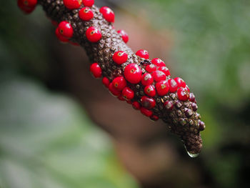 Closeup of rainforest plant texture with red seed detail. selected focus.