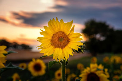 Close-up of yellow flowering plant against sky