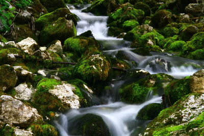 Scenic view of waterfall in forest