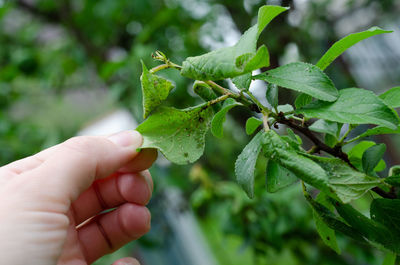 Close-up of hand holding leaves