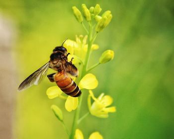 Close-up of bee pollinating on yellow flower