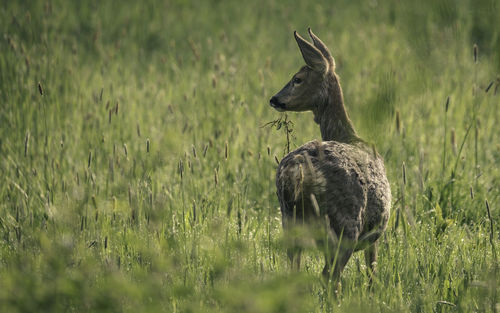 Deer in a field