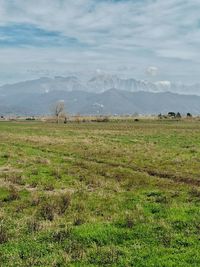 Scenic view of grassy field against sky