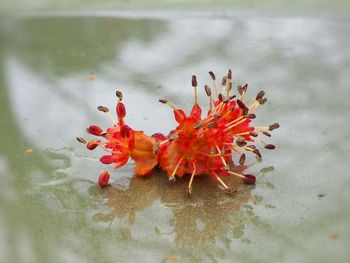 Close-up of red rose