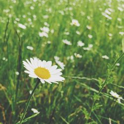 Close-up of white daisy flowers blooming in field