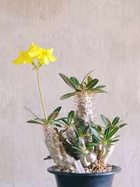 Close-up of potted plant against wall