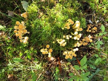 High angle view of flowers growing on field