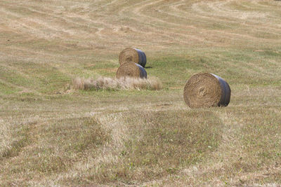 Hay bales in a field