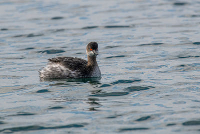 Duck swimming in lake