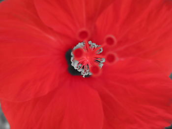 Close-up of red poppy blooming outdoors