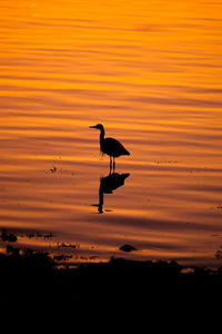 Silhouette bird on lake against orange sky