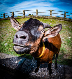 Close-up of cow on field