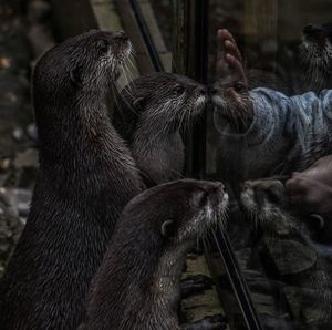 Cropped image of person touching glass by otters at zoo