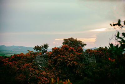 Trees against sky during sunset