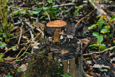 Close-up of mushroom growing on field