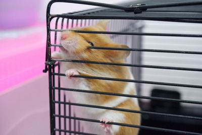 Hamster in cage