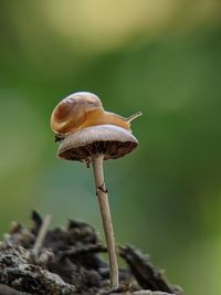 Close-up of snail on mushroom