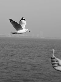 Seagull flying over sea against sky