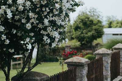 View of flowering plants against trees