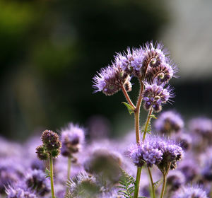 Close-up of purple thistle flowers on field