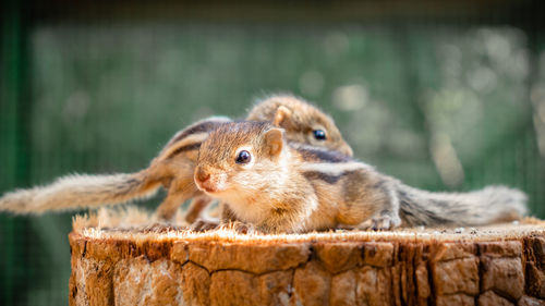 Close-up of squirrel