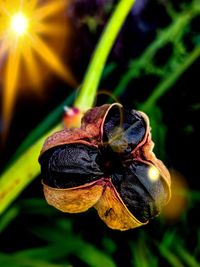 Close-up of insect on flower