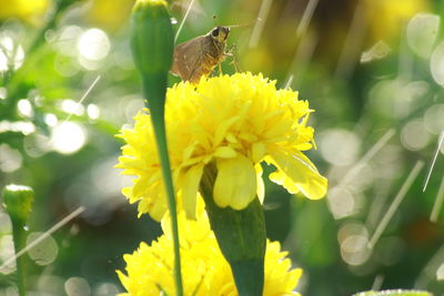 Close-up of insect on yellow flower