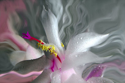 Close-up of pink water lily
