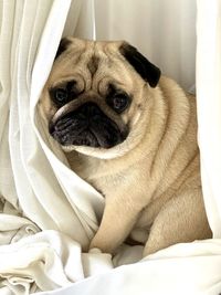 pug