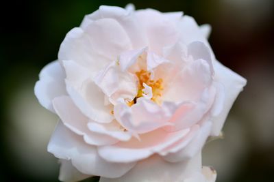 Close-up of white rose