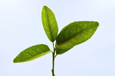 Close-up of green leaves against white background