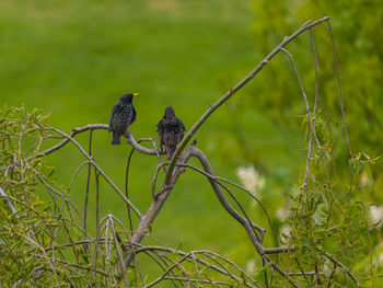 Bird perching on a branch. two starlings, sturnus vulgaris, on a blossoming willow tree 